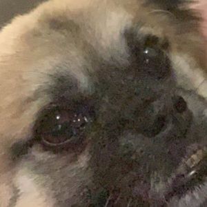 Meet your Posher, Tiara